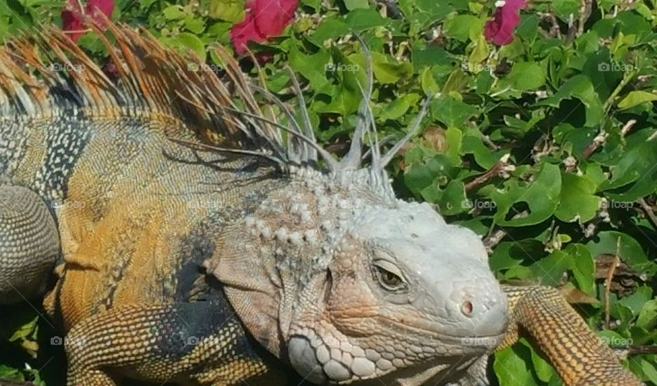 Iguana on bush