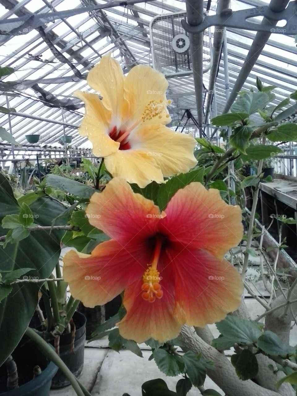 hibiscus multicolored flowers