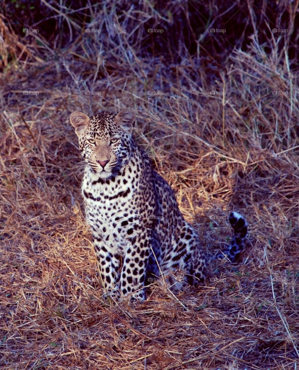 Leopard in grassy field