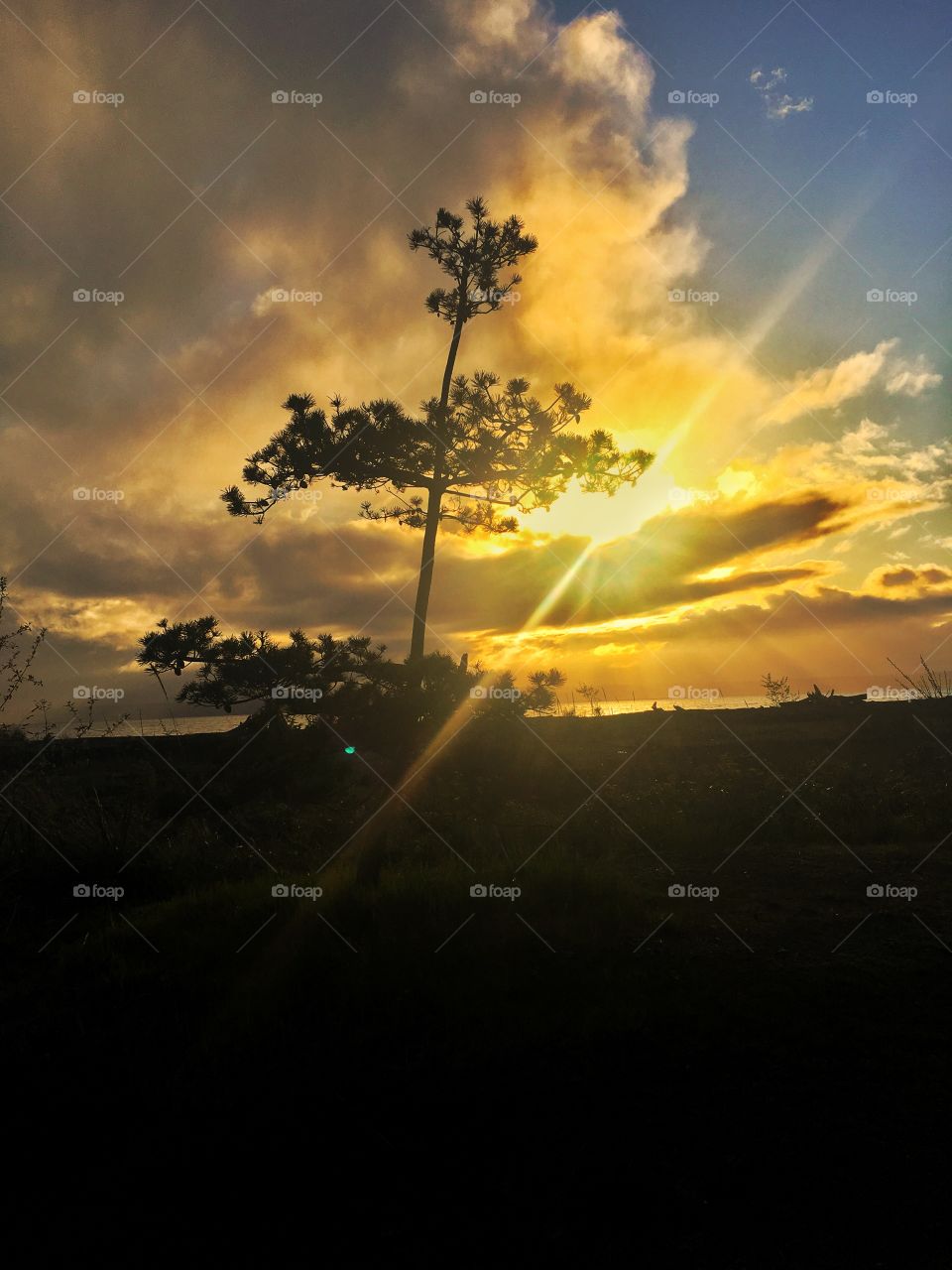 Sunrise Tree Silhouette 