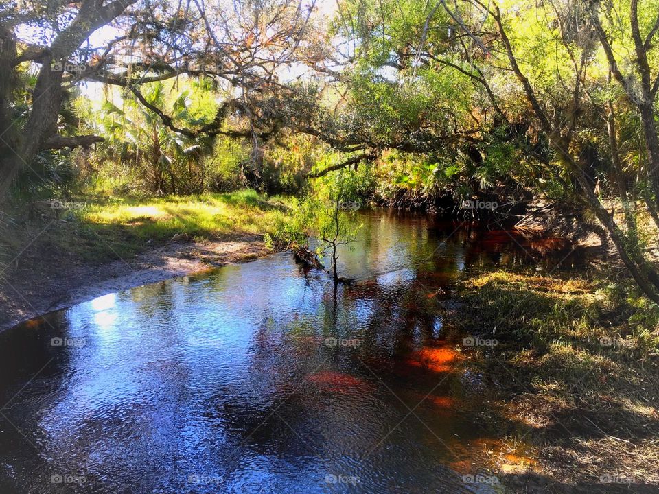 Beautiful creek winding through the forest.