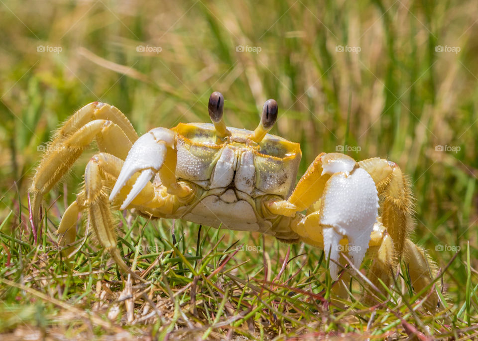 Ghost crab close up 