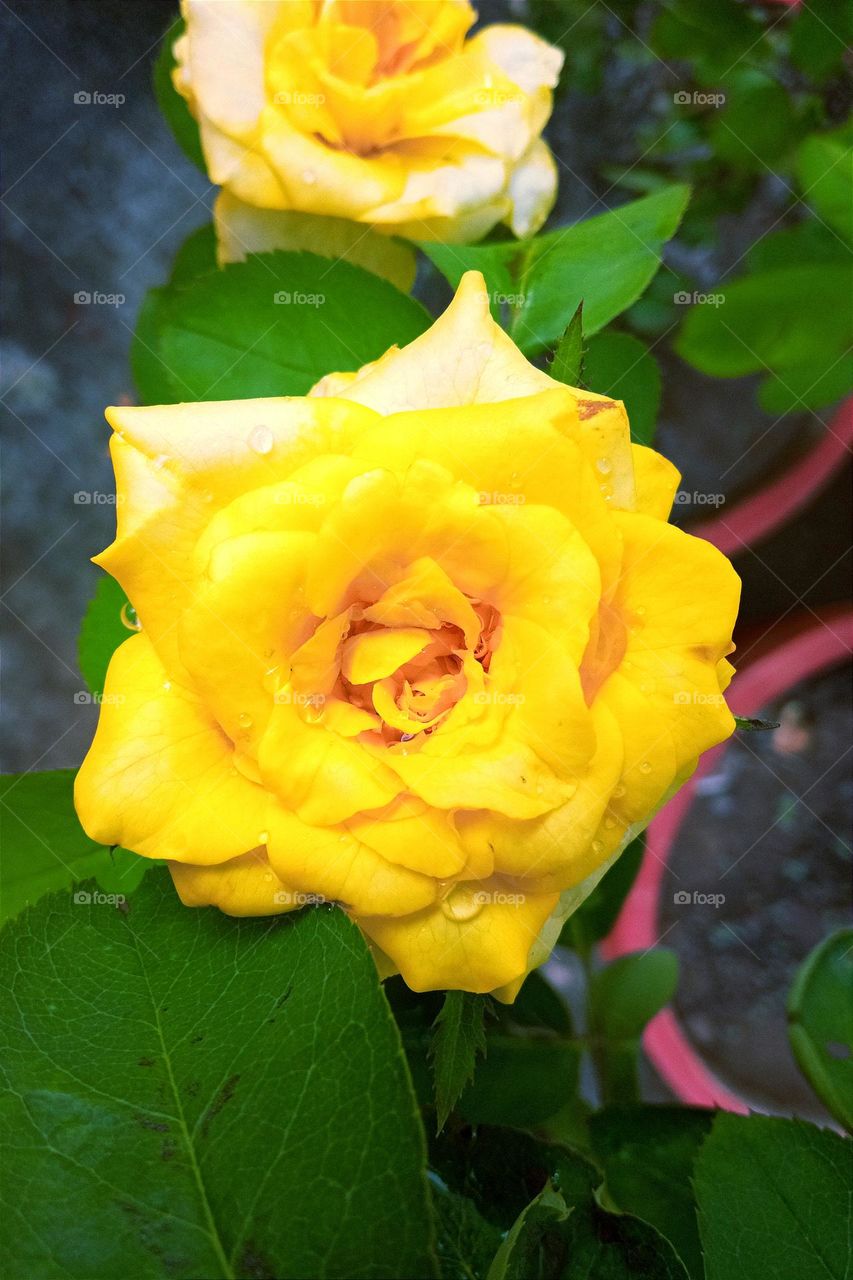 beautiful and bright yellow🟡 rose flower