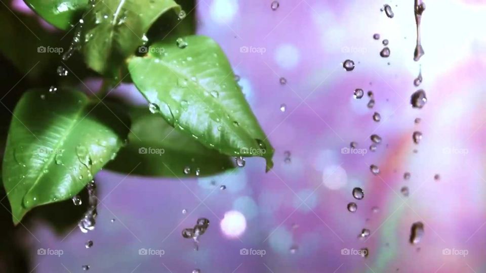 rain +leaf