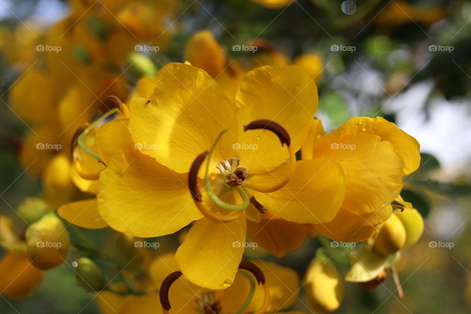 Bright colors of nature on a bush with yellow flowers on a sunny summer day