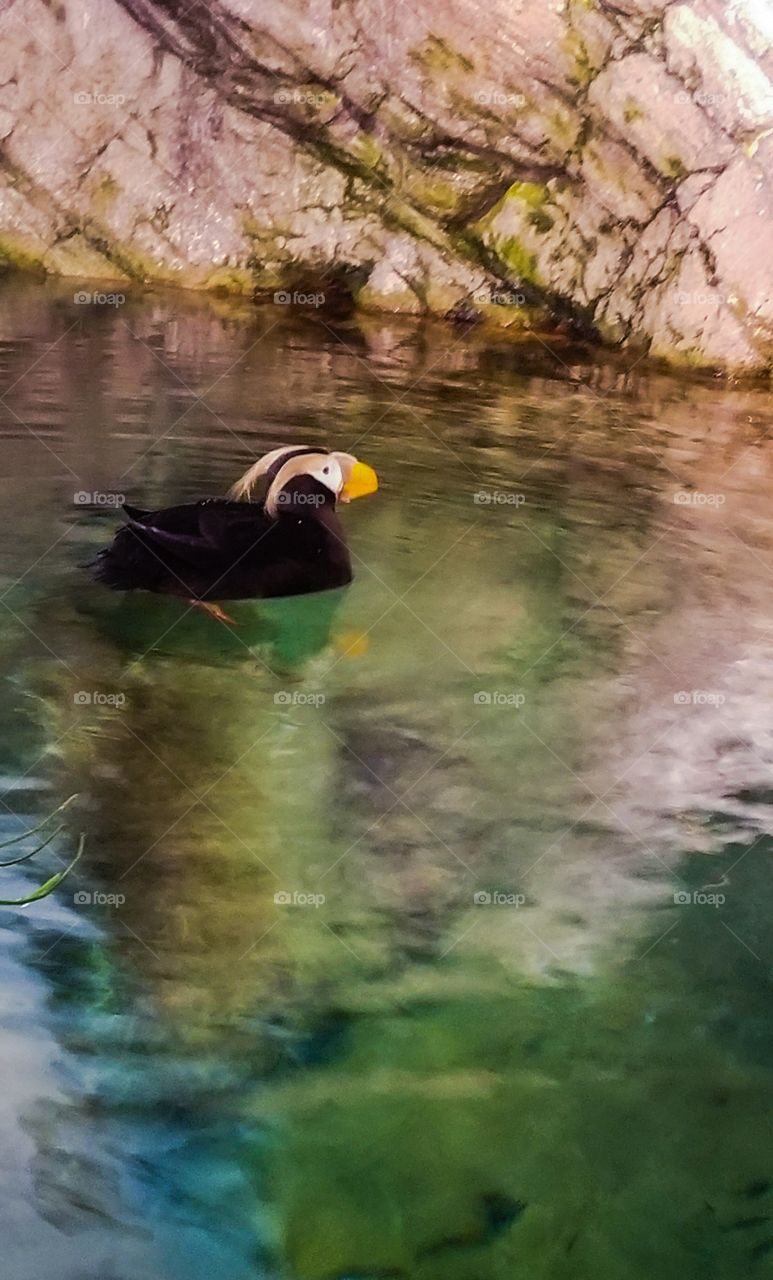 puffin swimming