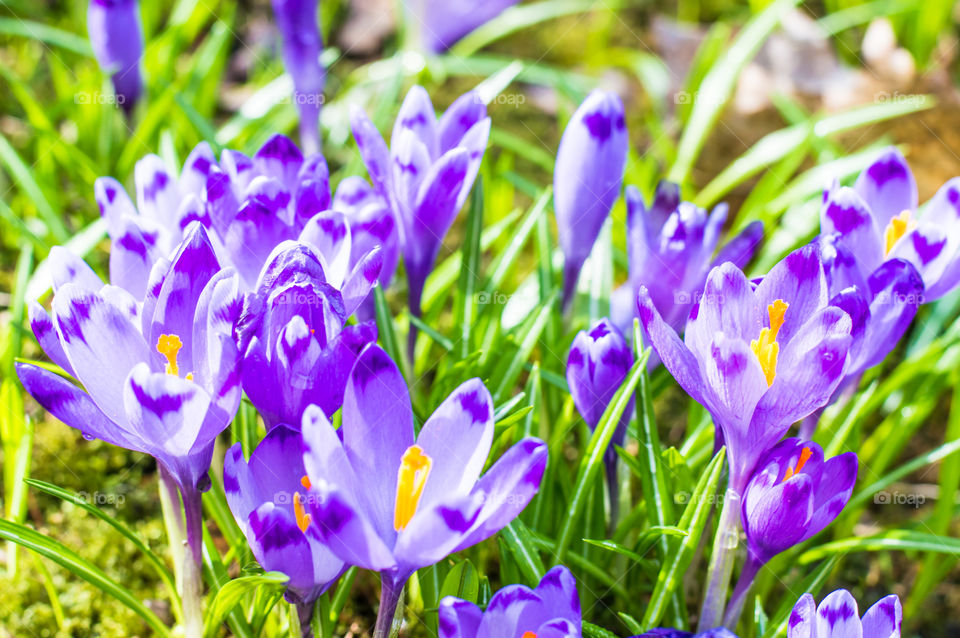 Close-up of blooming flowers