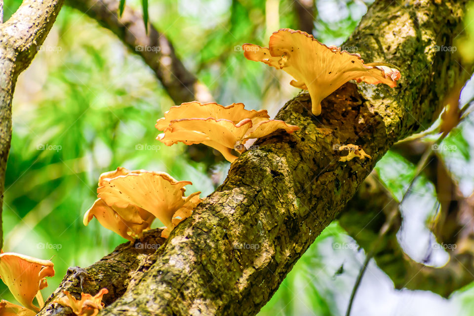 Big Mushroom (Calluna vulgaris or Common Heather, ling or edible mushroom) growing in tree bark and moss. Afternoon sun shining through forest shade.