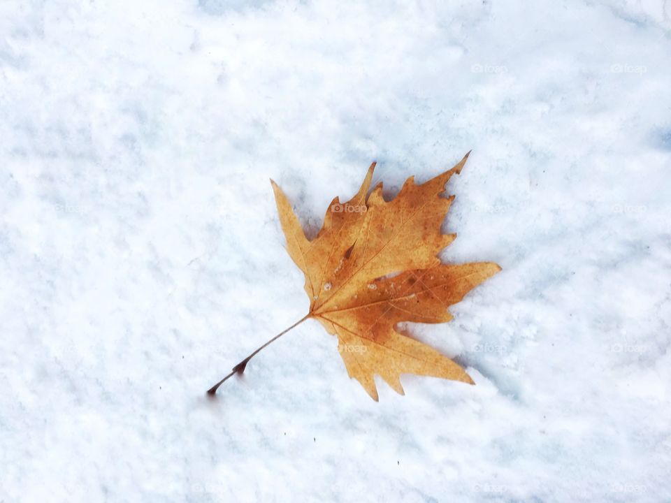 Snow and leaf