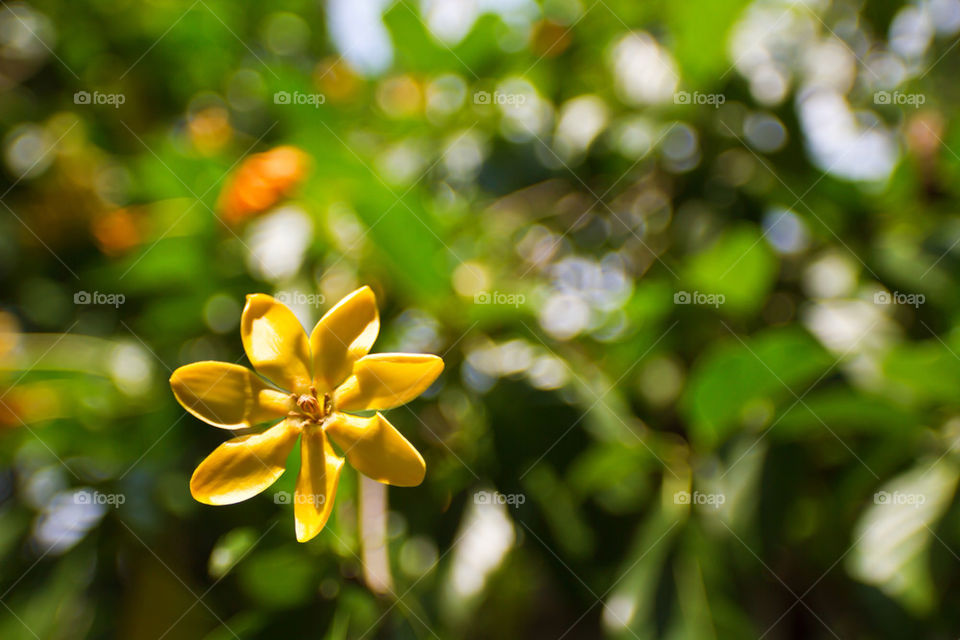 green yellow flower tree by sonchai