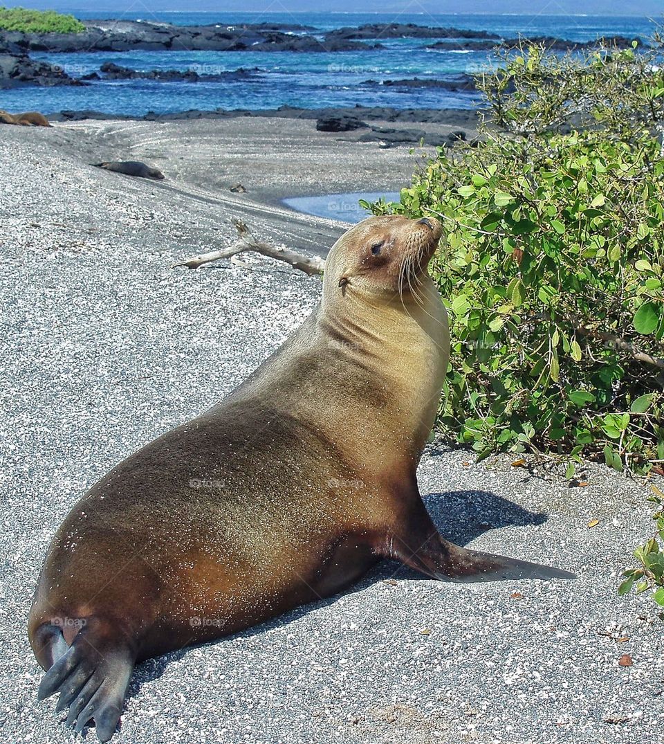 View of a sea lion