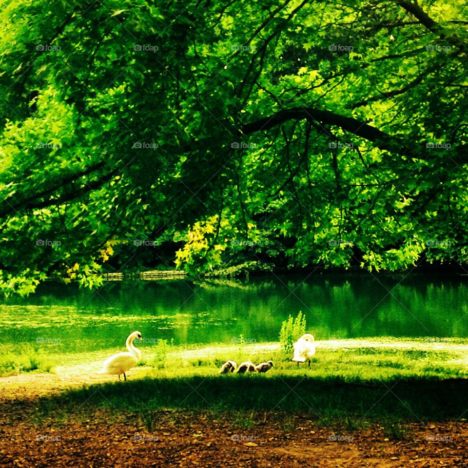 A family of swans in nature