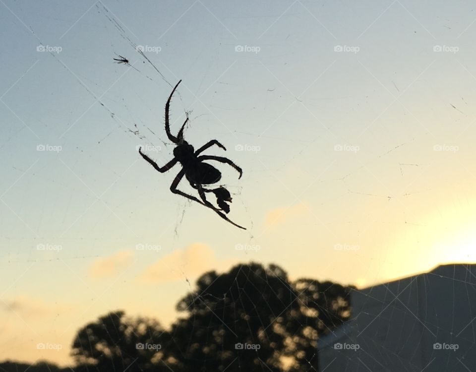 Spotted orbweaver spider with prey