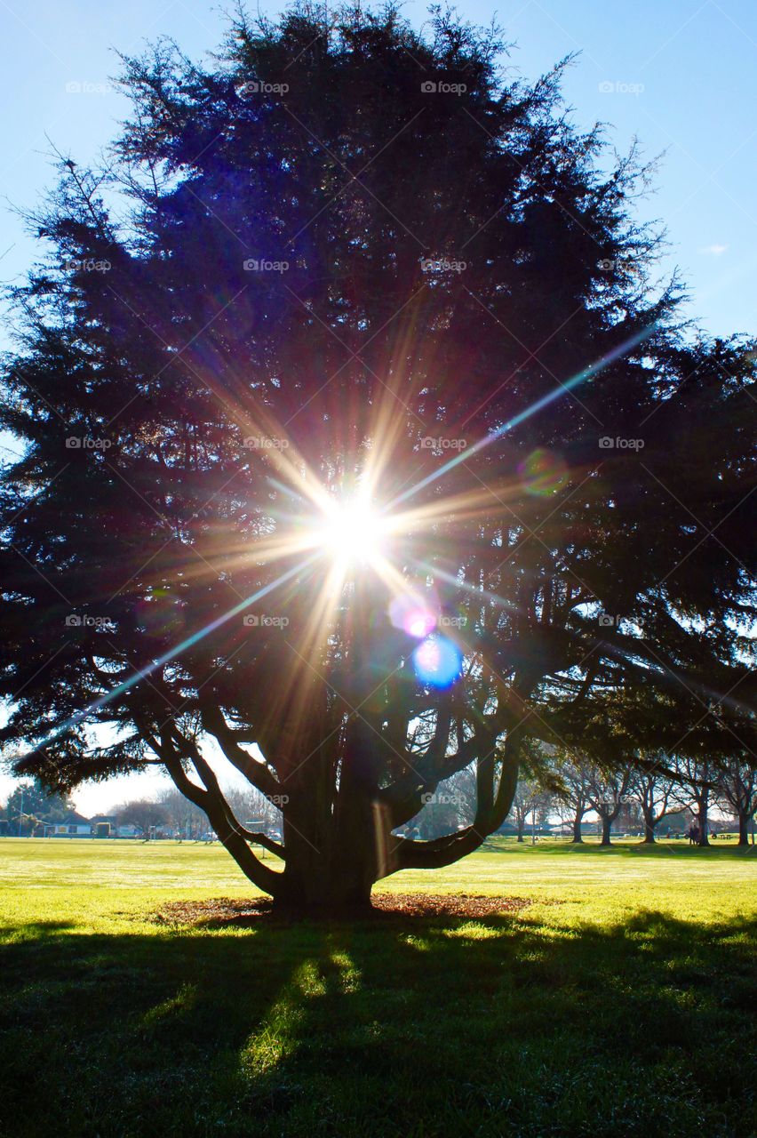 Sunlight through single tree at park