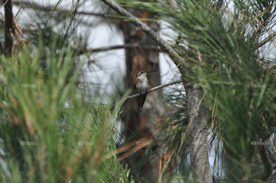 Hummingbird resting on branch