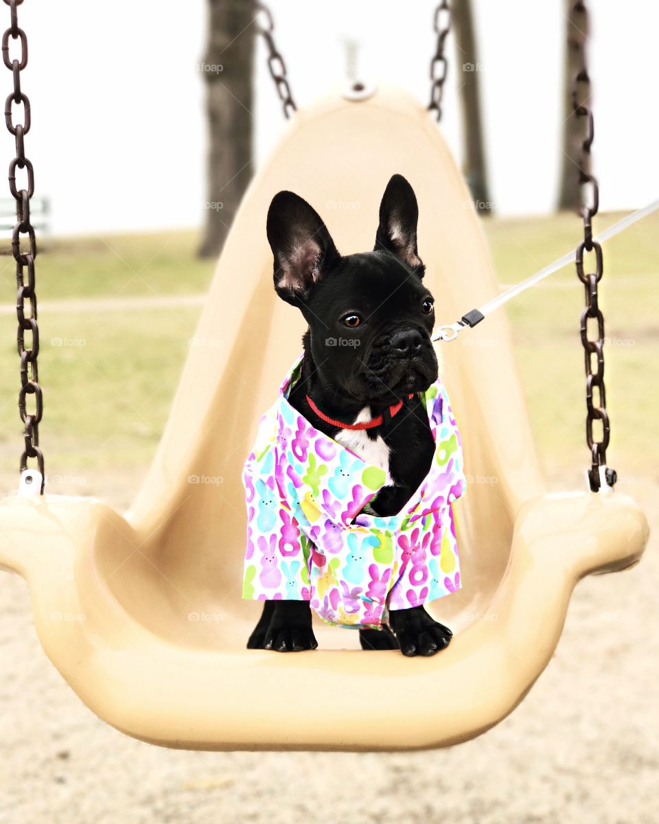 French bulldogs who swing