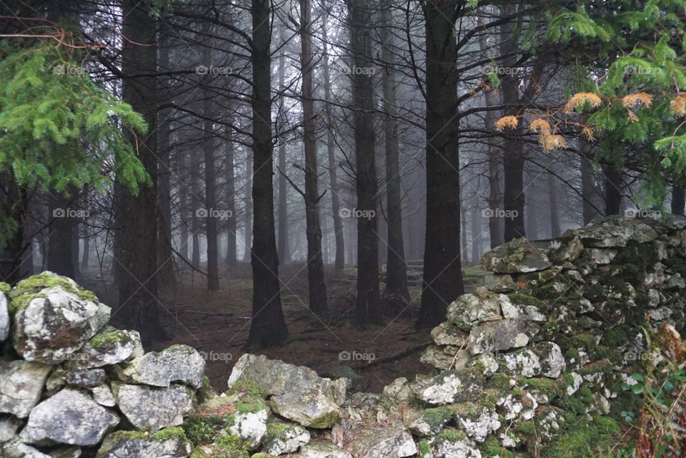 Misty woodland