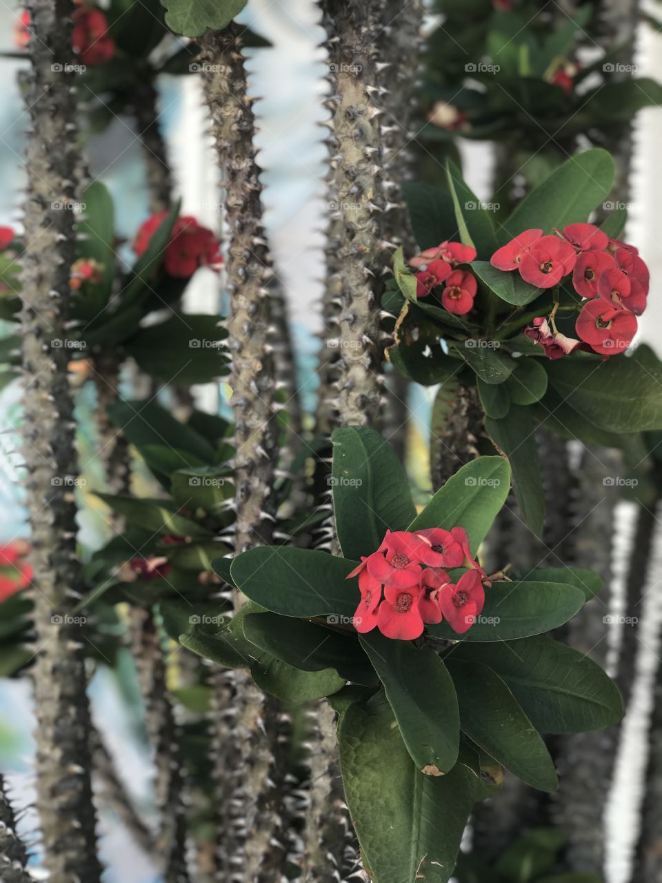 I took these photos while on a cruise. I fond this particular plant while in KeyWest, FL. I took these photos with an iPhone 7 Plus. Also, no filter! Side note.. if you know the name of this planet let me know! Thanks ❤️