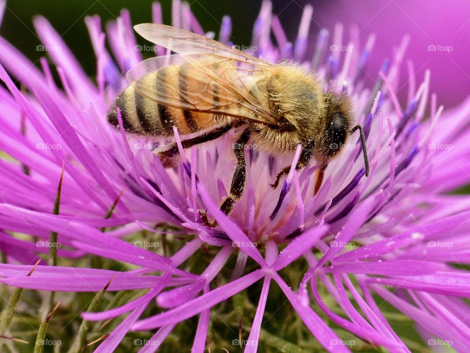 Bee collect pollen from a purple wild flower 