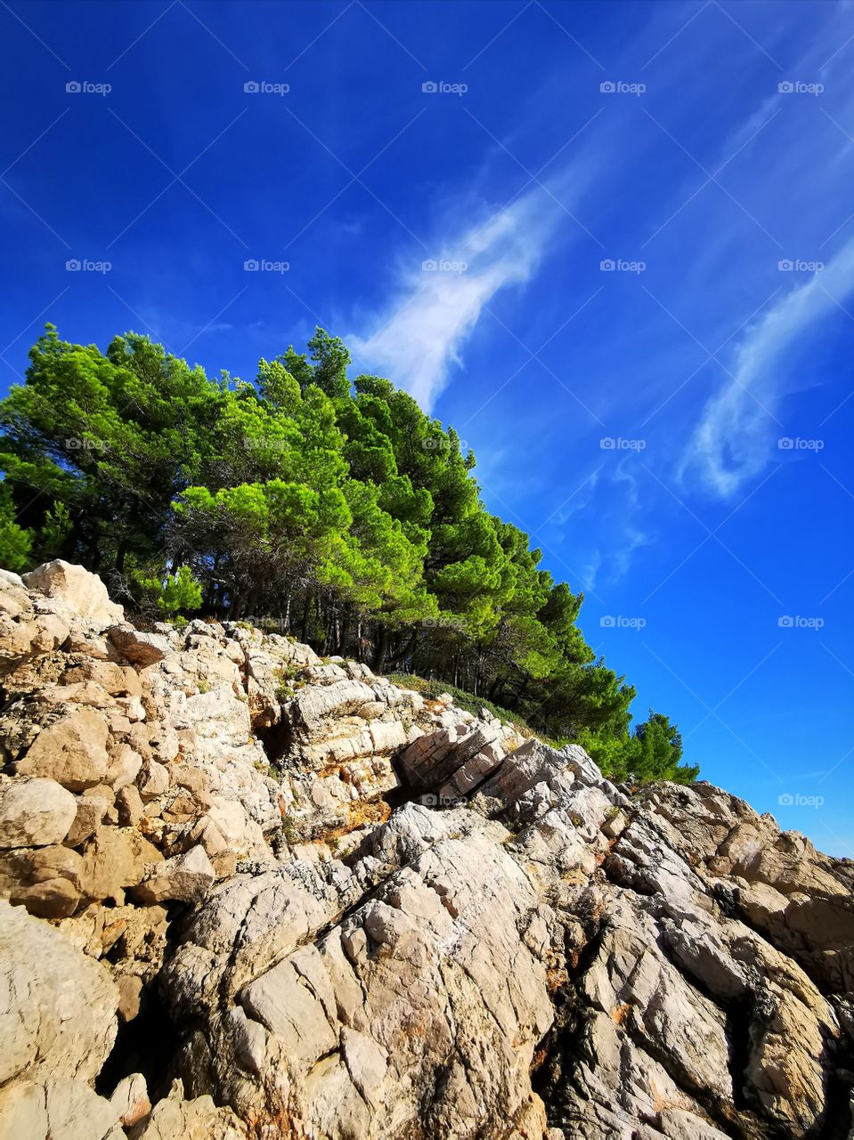 Forest on top of the massive rocks