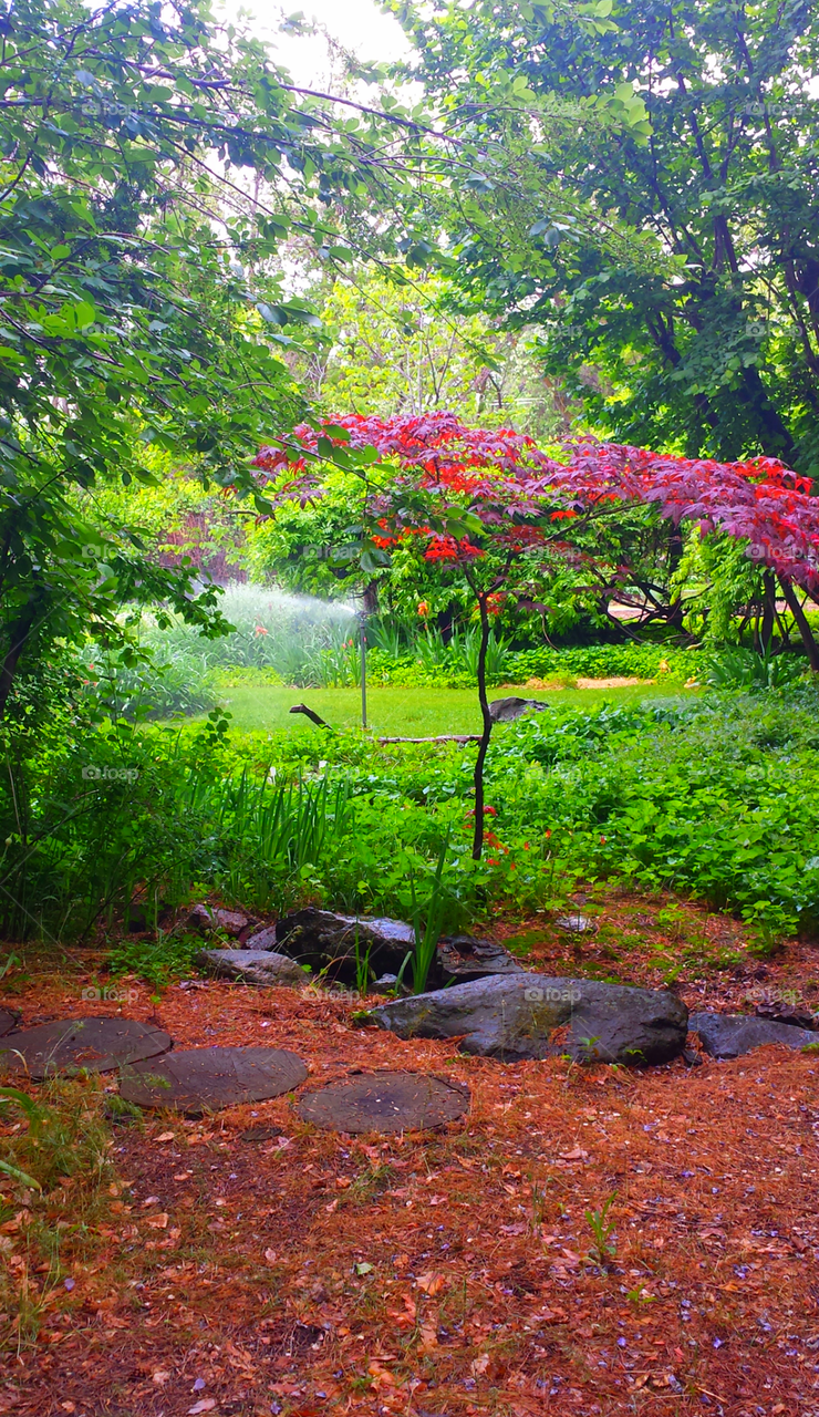 Carolyn's Backyard Garden