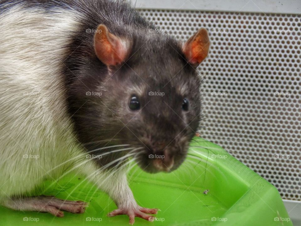 Lab Rat. Common Rat In A Cage