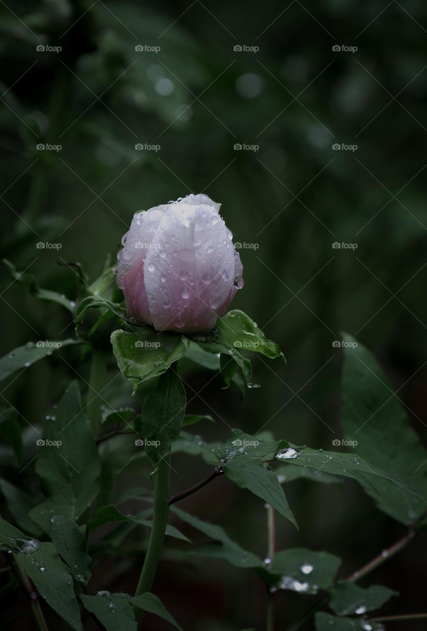 花苞上的雨珠特写