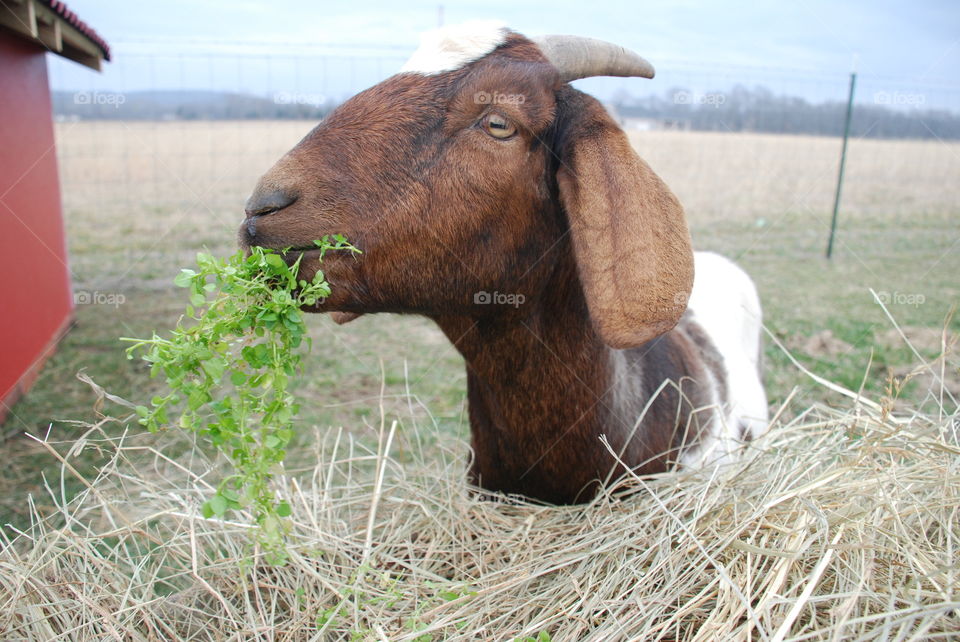 Boer Goat 