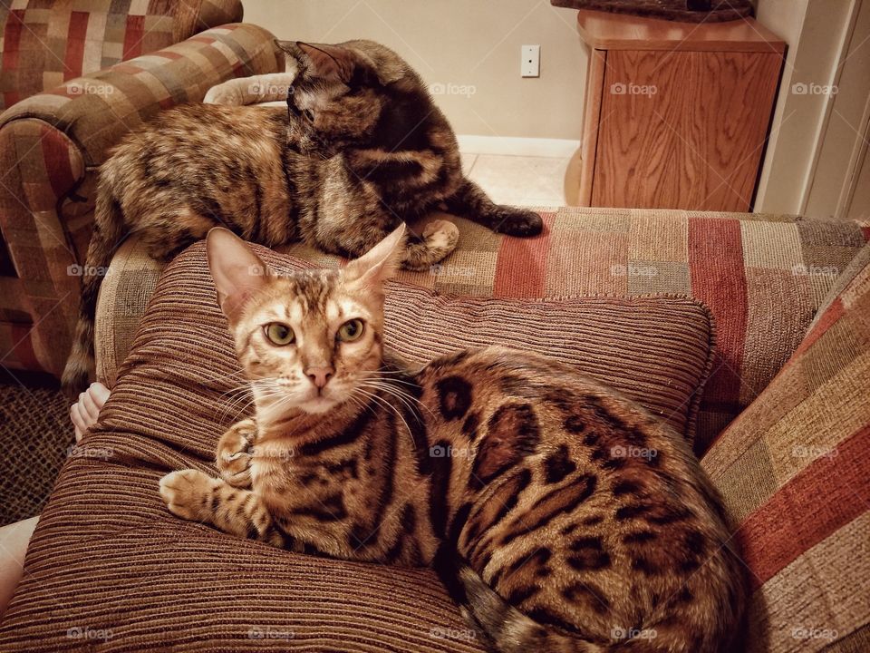 The Tortie and The Bengal