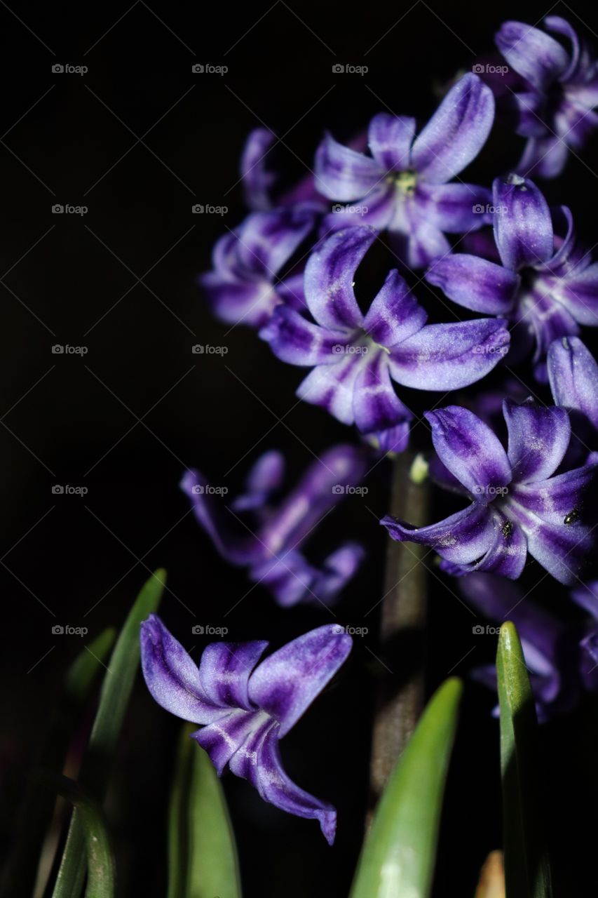 Hyazinthe at night