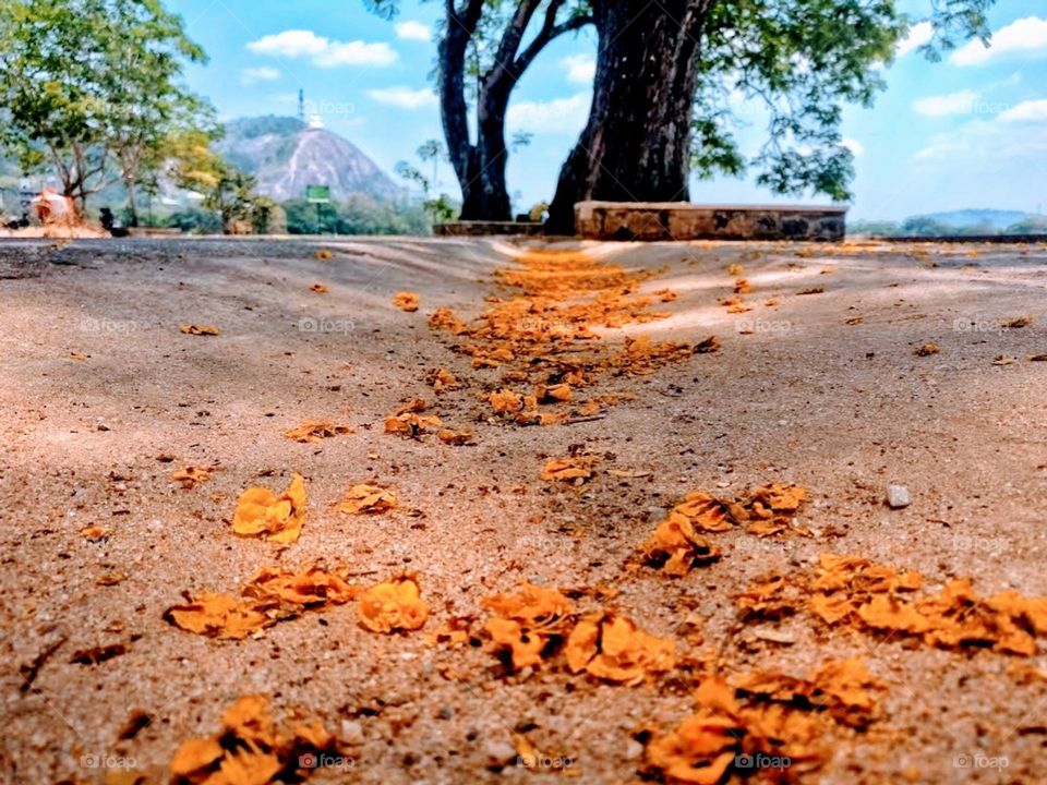 Edition choice Heritage's location