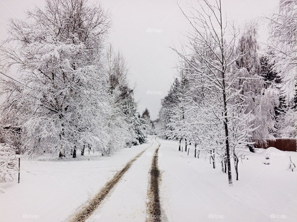 Winter landscape 