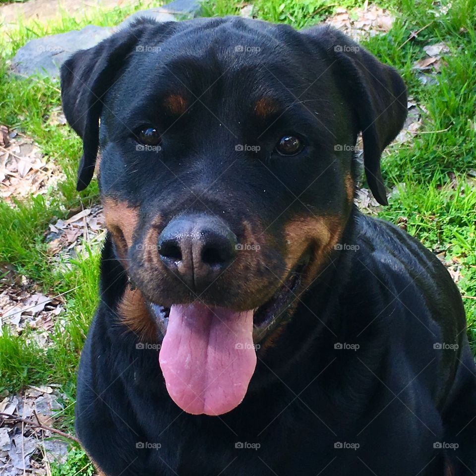 Rottweiler