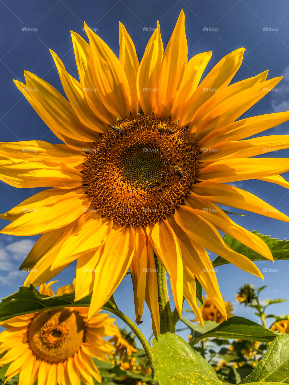 Sunflower 