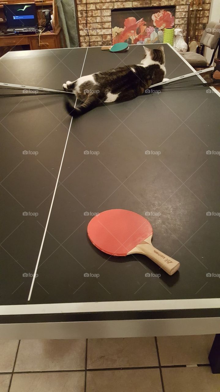 Kitty Says Ping Pong Game Over