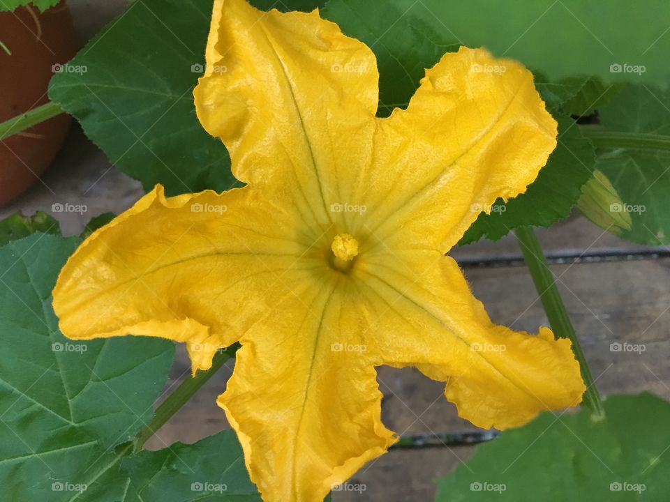 Yellow zucchini blossom close up