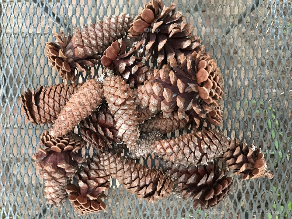 Pine cones 