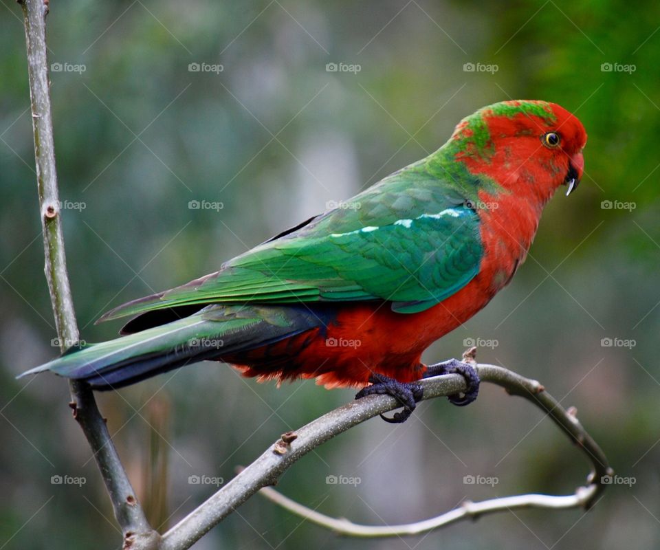 Male King Parrot 