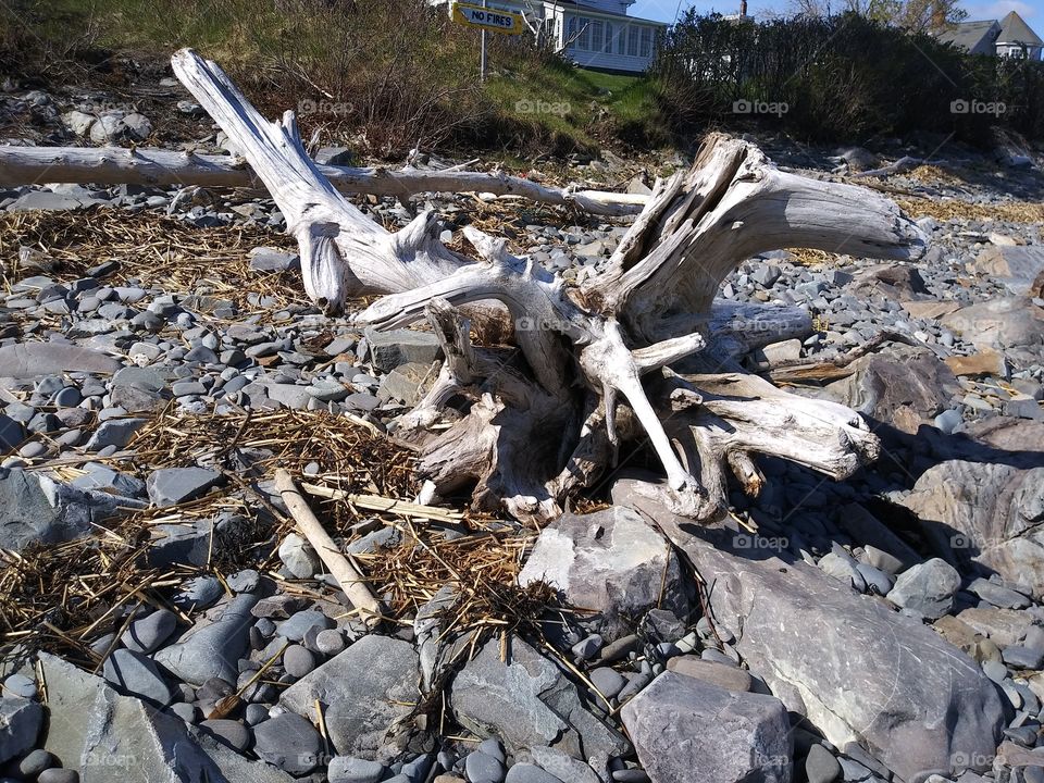 driftwood on the shore