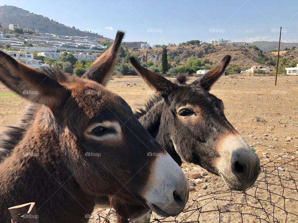 Two cute donkeys.