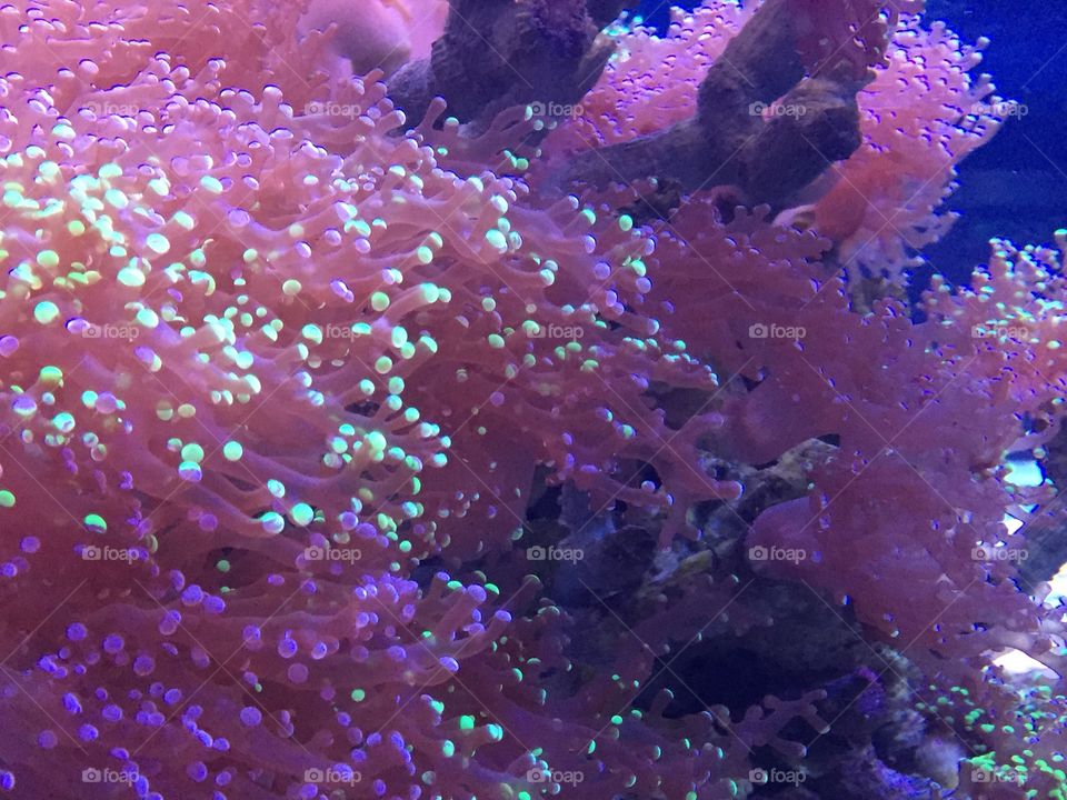 frog anemone