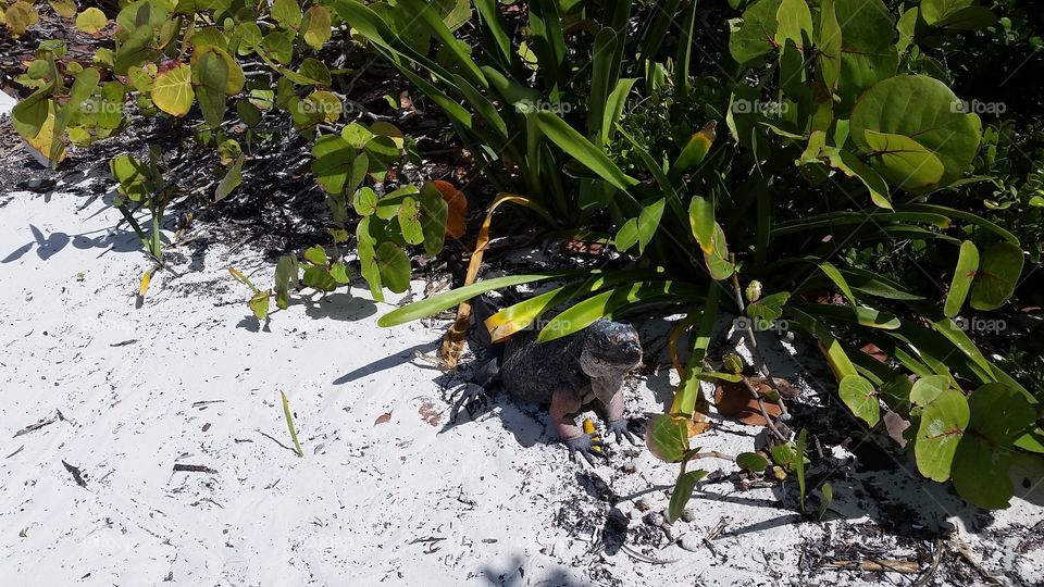 iguana coming out of the bushes