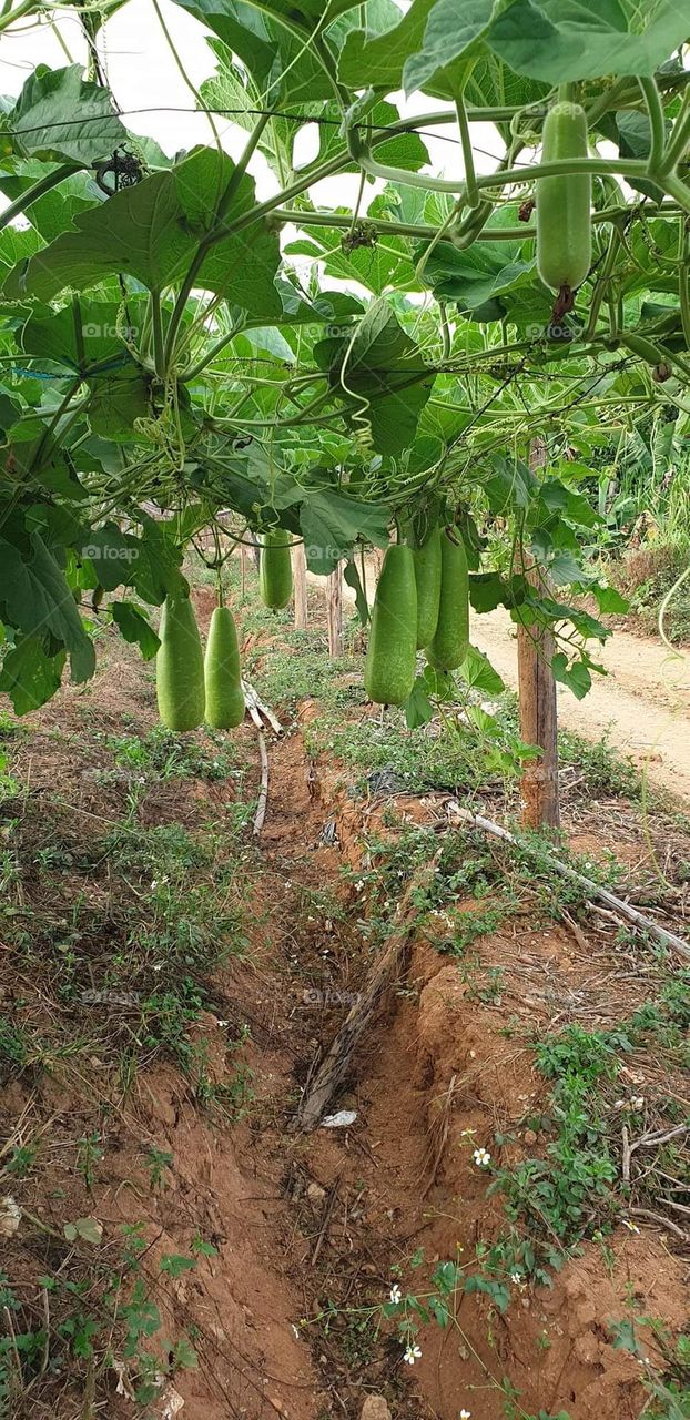 Vườn bầu.