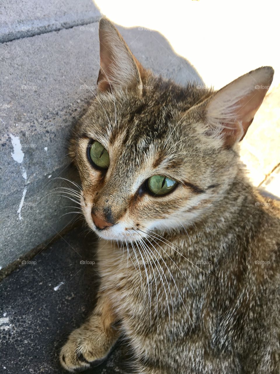 Closeup of tabby cat