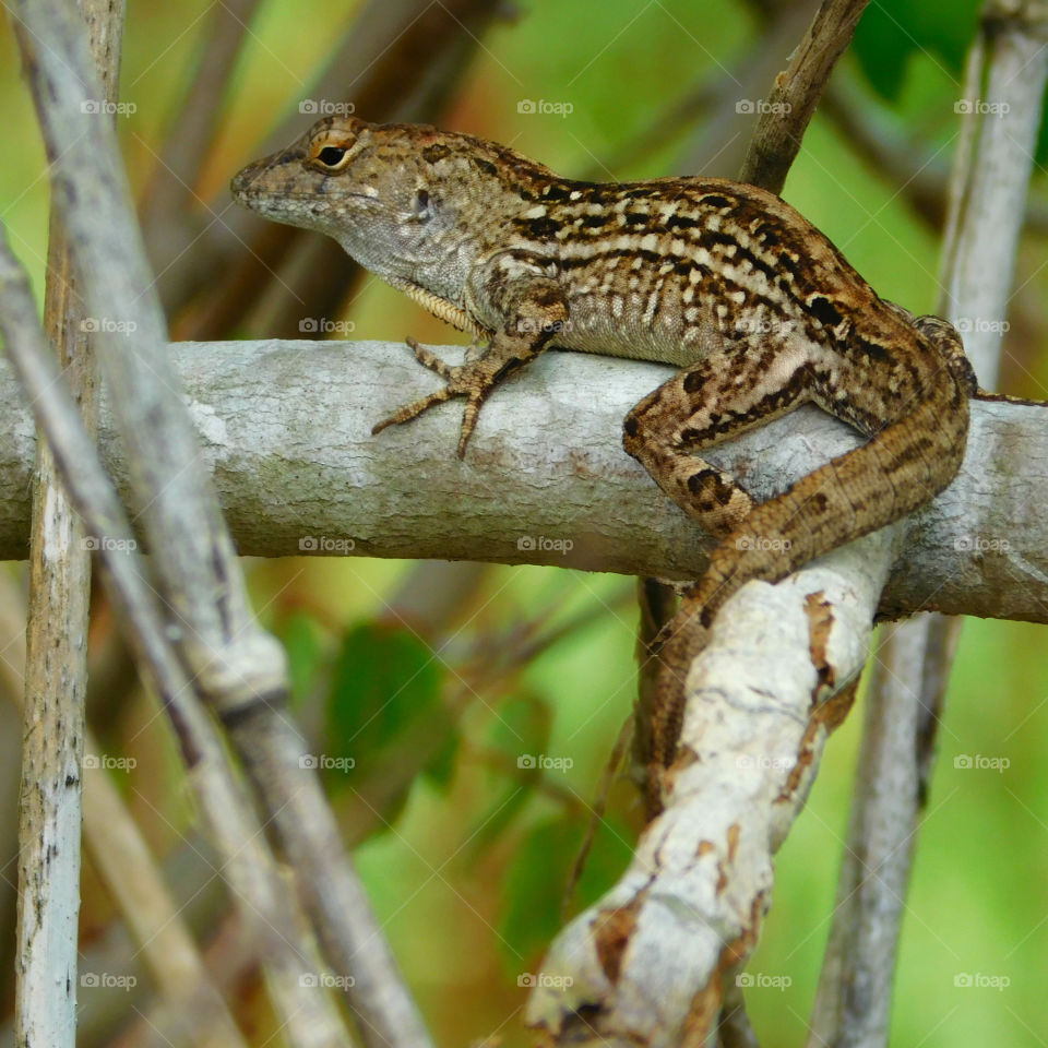 Chameleon on branch