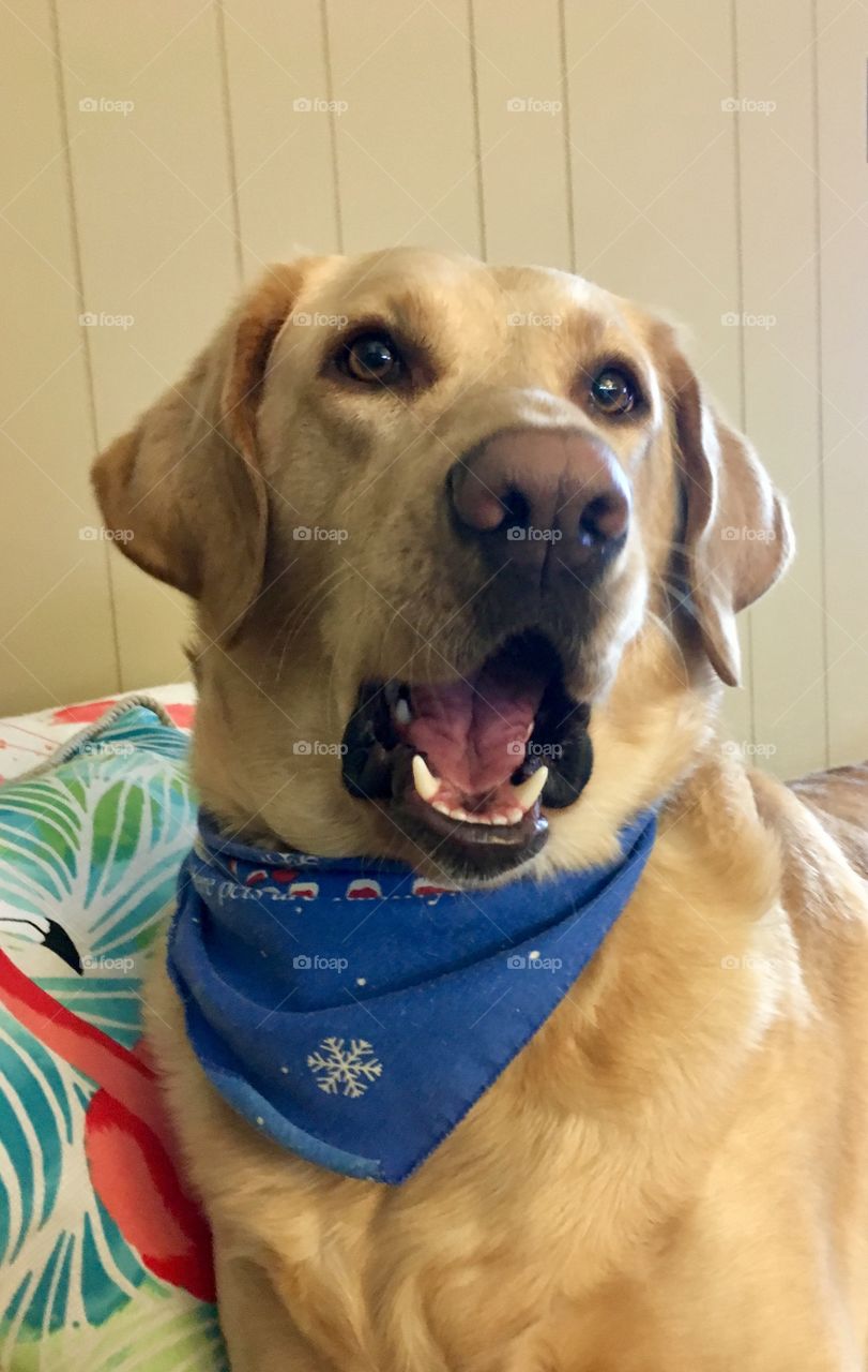 Fun loving smiling puppy dog! ❤️