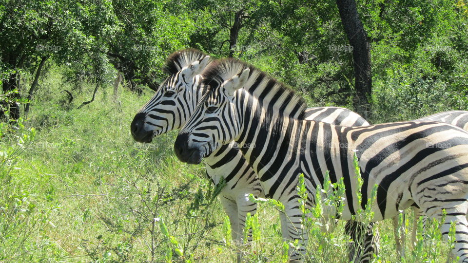 Wild zebra's in Slusluwi safari park South Africa
