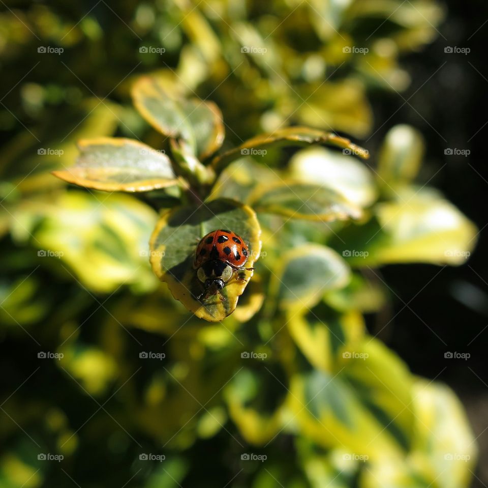Spring Equinox 2016: Ladybird