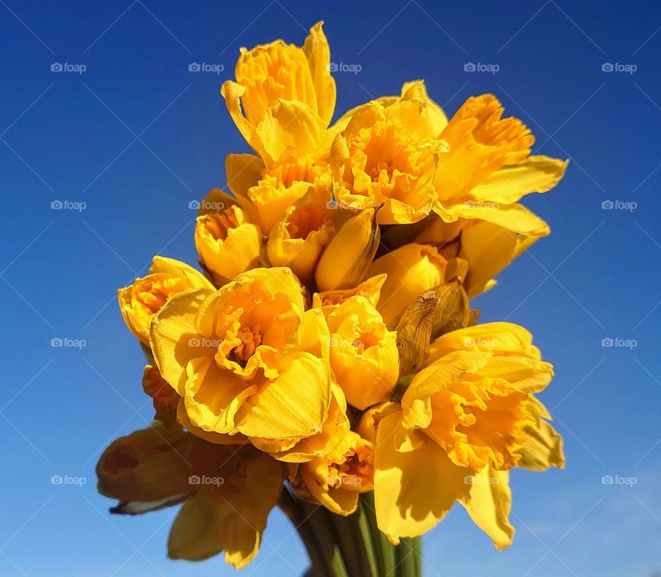 Hello spring 💛🩵 Daffodils💛🩵