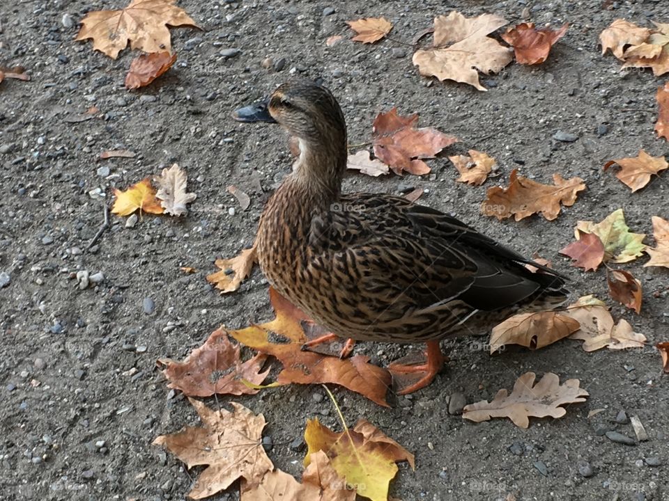 Wondering Duck